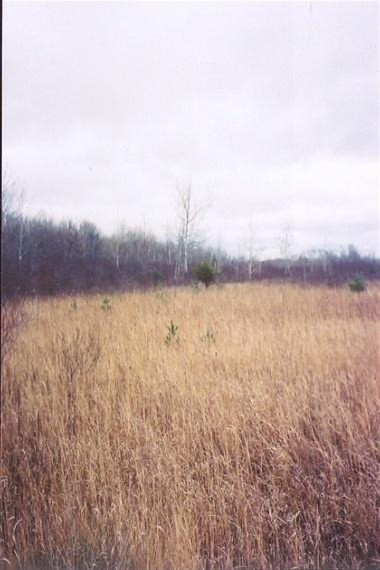 3478 North Dorr Road Merritt, MI 49667 - Photo 9 of 9 Additional Photo