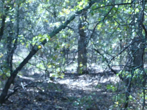 a view of a tree