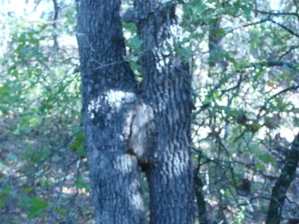 a view of a tree