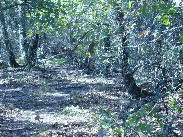 a view of forest
