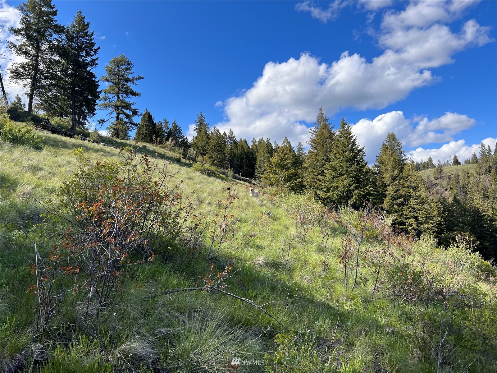 34 Wildman Road Republic, WA 99166 - Photo 10 of 25 Gallery Image 10