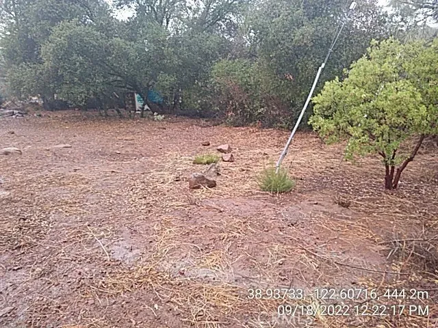 a view of a dry yard with trees