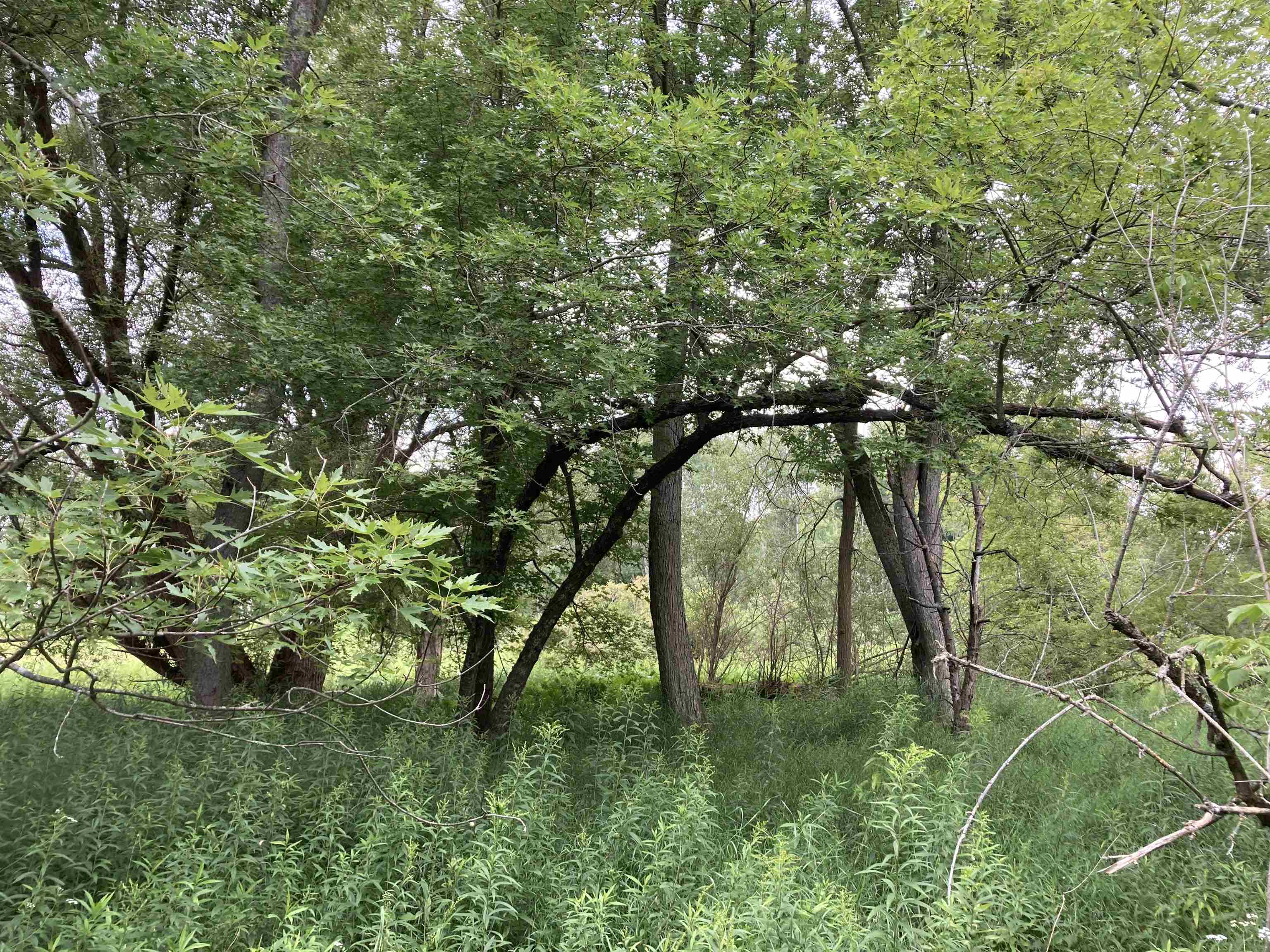 N/a Beachwood Road Rose City, MI 48654 - Photo 14 of 20 1947885-C0AEDA4B-1590-462F-8587-38E5BF74C8ED.JPG