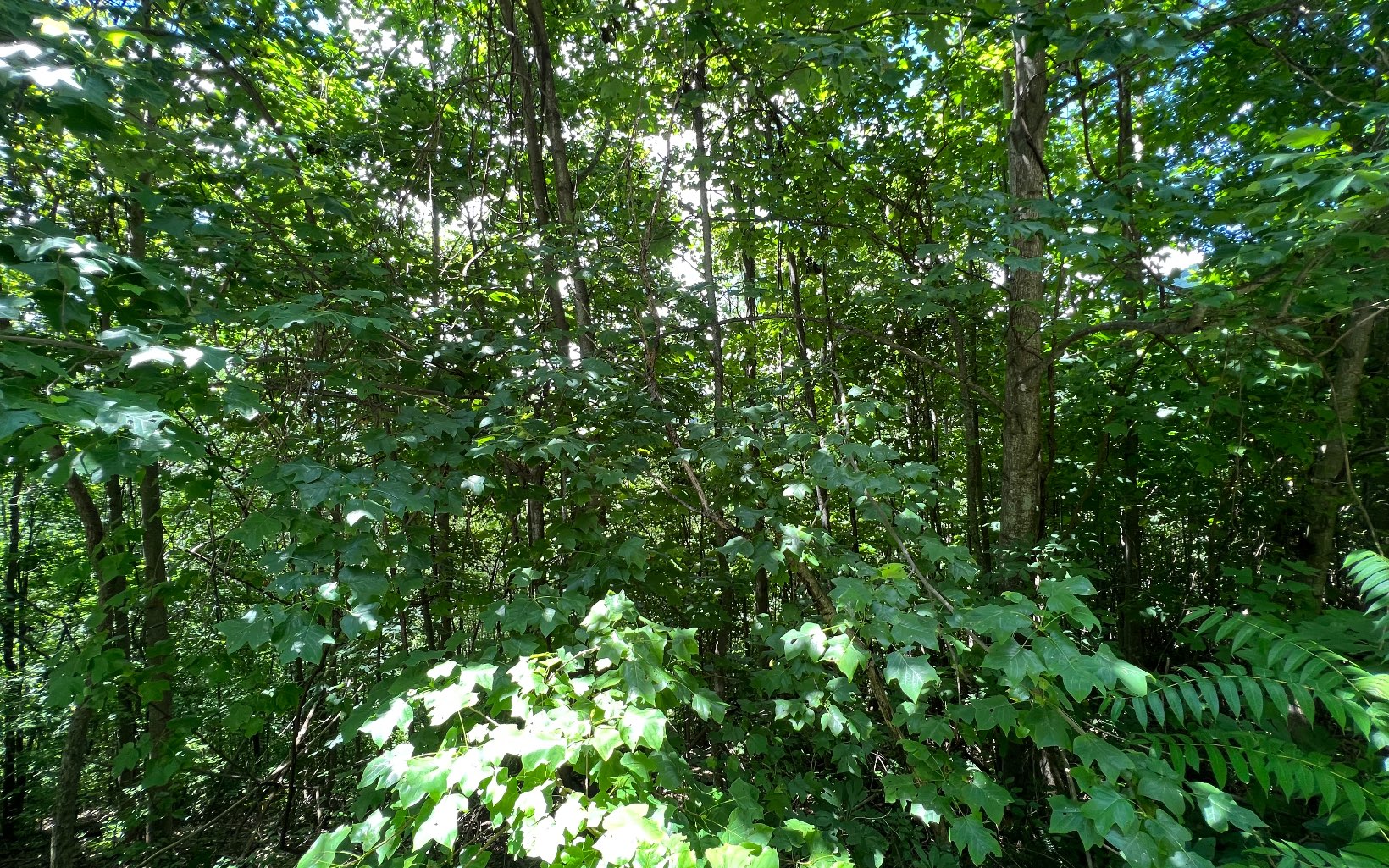 L87 Wolf Mountain Road Murphy, NC 28906 - Photo 7 of 26 Additional View