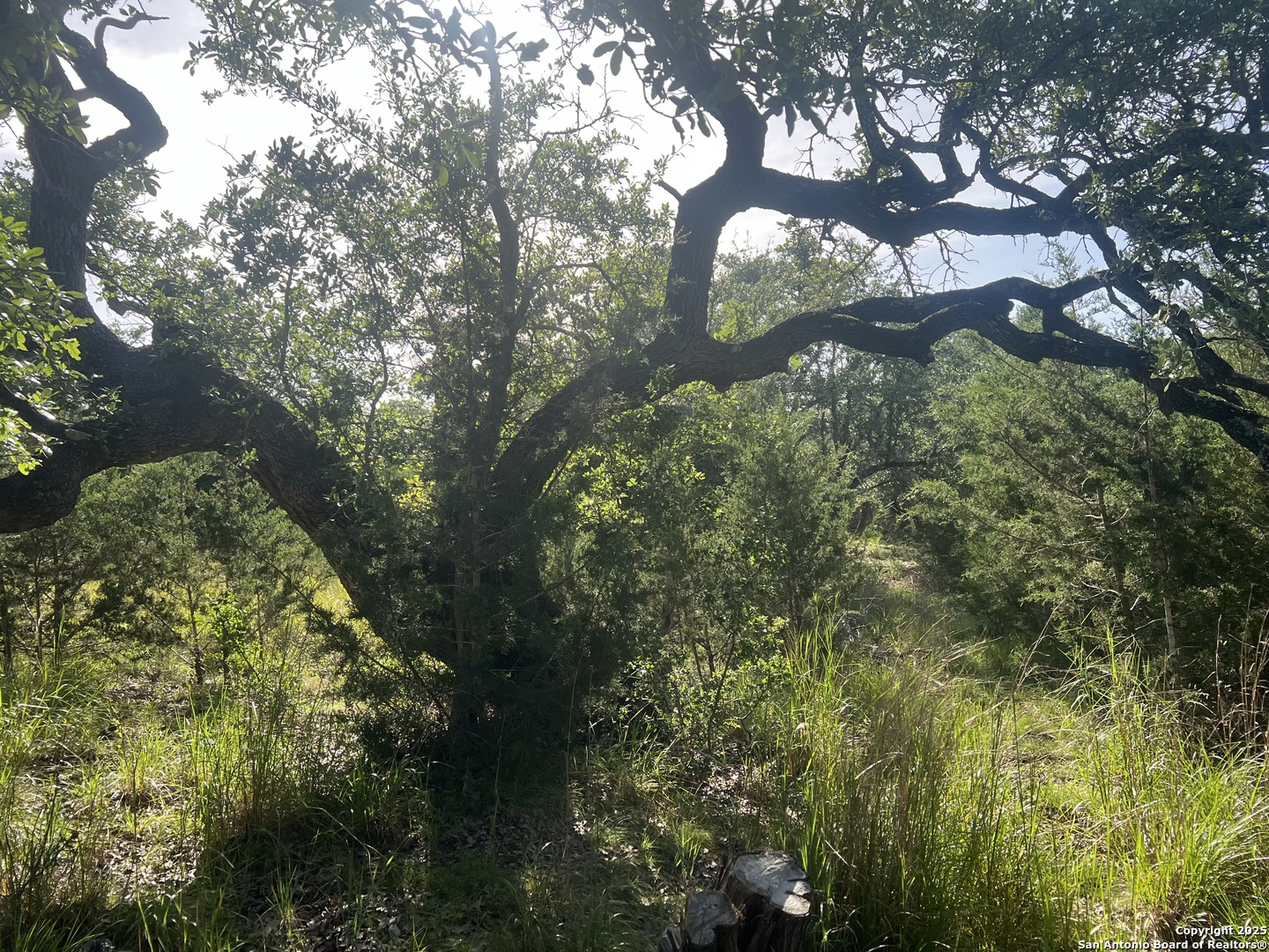118 Coleman Boerne, TX 78006 - Photo 11 of 20 a view of a tree