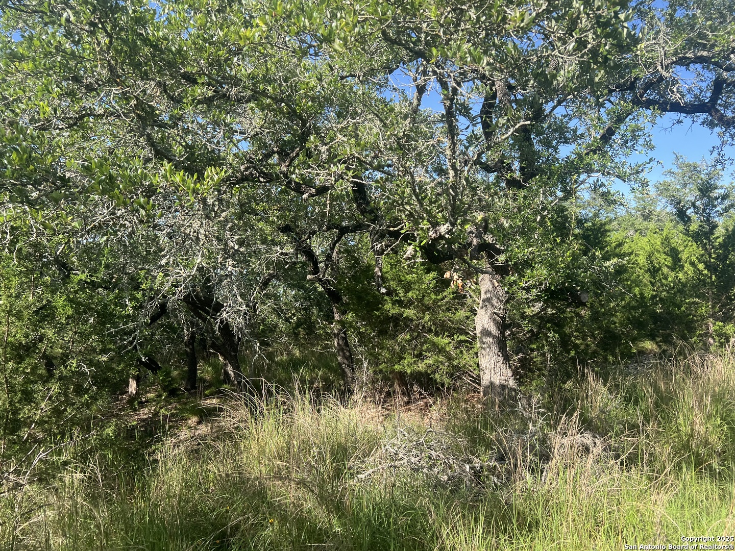 118 Coleman Boerne, TX 78006 - Photo 13 of 20 a view of a lush green forest