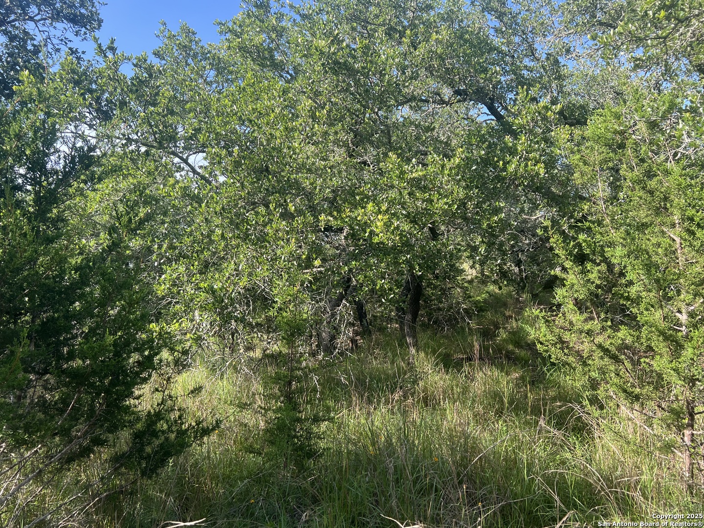 118 Coleman Boerne, TX 78006 - Photo 14 of 20 a view of a lush green forest