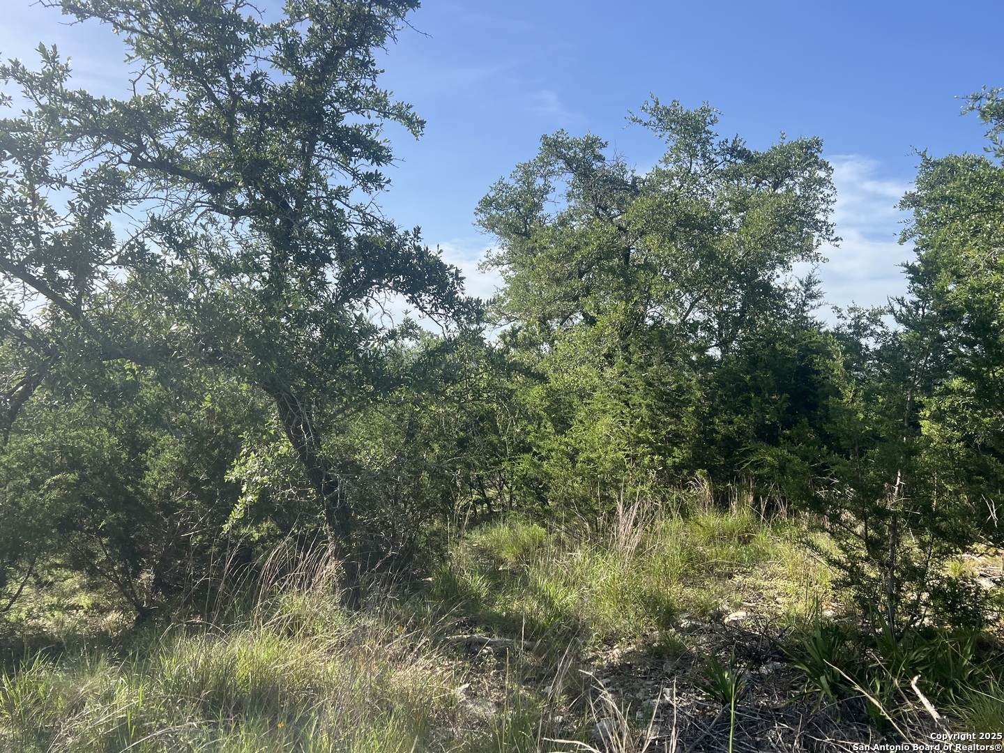 118 Coleman Boerne, TX 78006 - Photo 9 of 20 a view of a forest