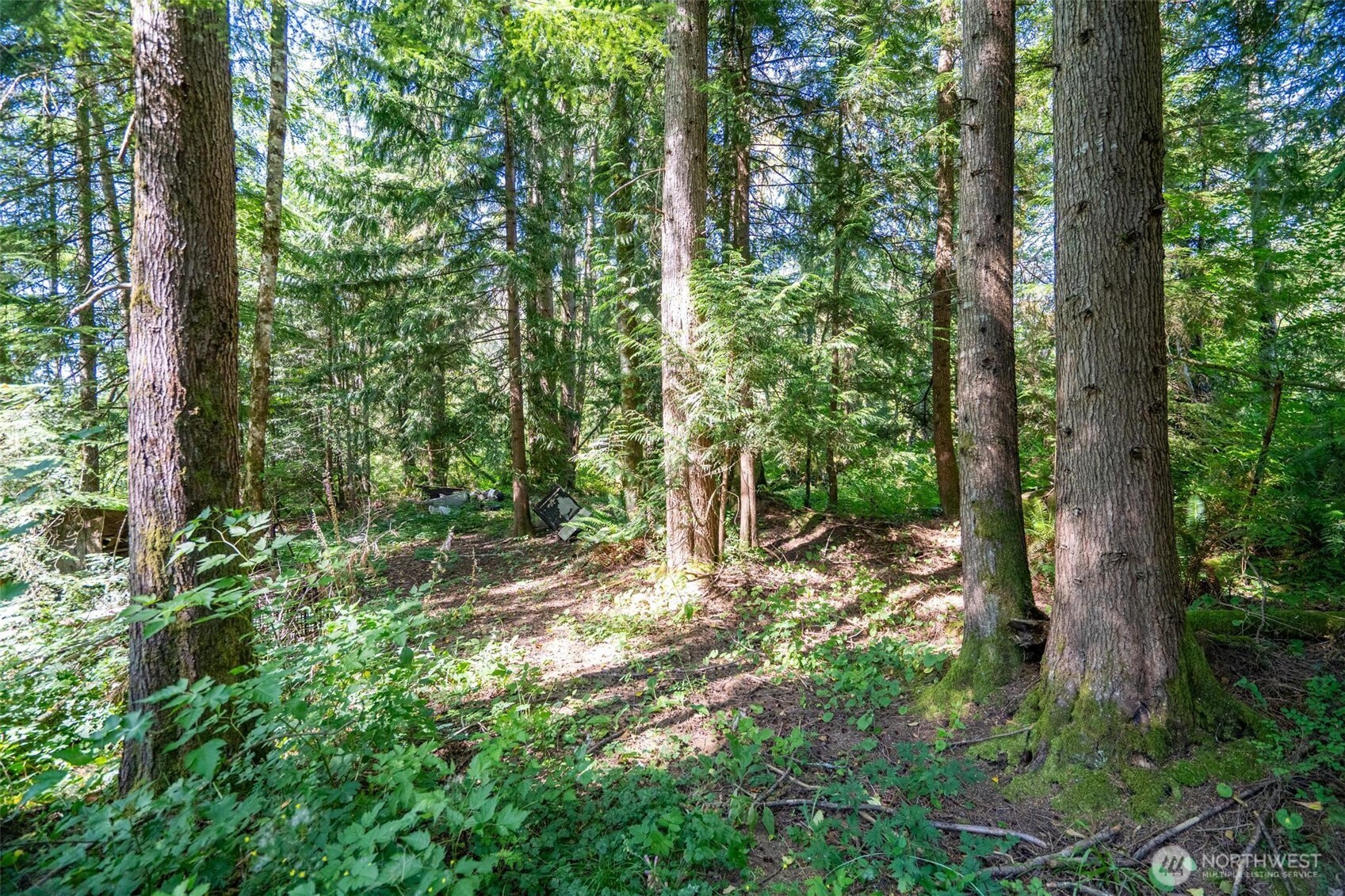 234 Smokey Ridge Road Onalaska, WA 98570 - Photo 14 of 18 a big yard with lots of green space and trees