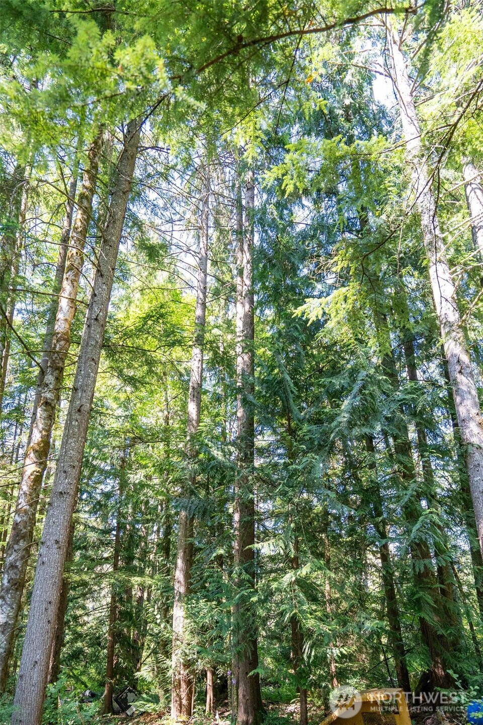 234 Smokey Ridge Road Onalaska, WA 98570 - Photo 15 of 18 a backyard of a house with lots of trees
