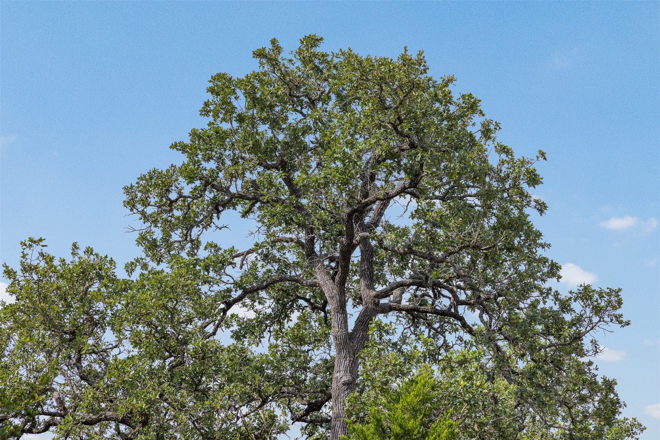 0 Schuster Road Round Top, TX 78954 - Photo 9 of 26