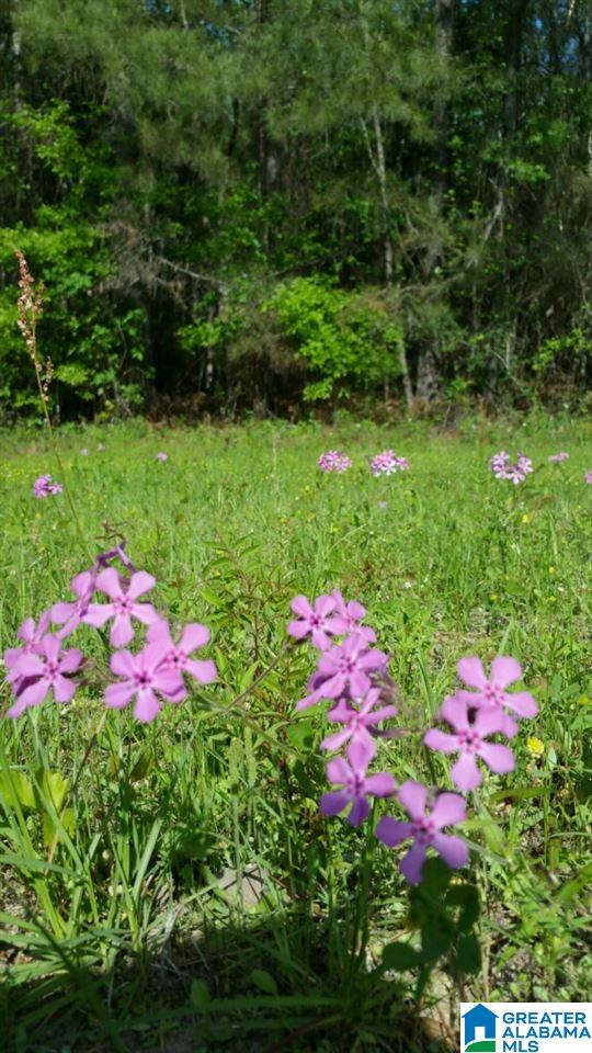 0 Elam School House Road, Unit 36 ACRES Brent, AL 35034 - Photo 7 of 7