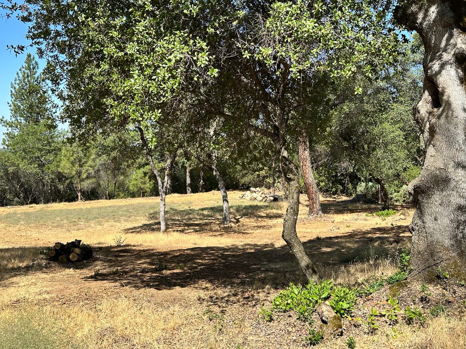 389 Summit View Meadow Vista, CA 95722 - Photo 12 of 35 a view of a yard with trees