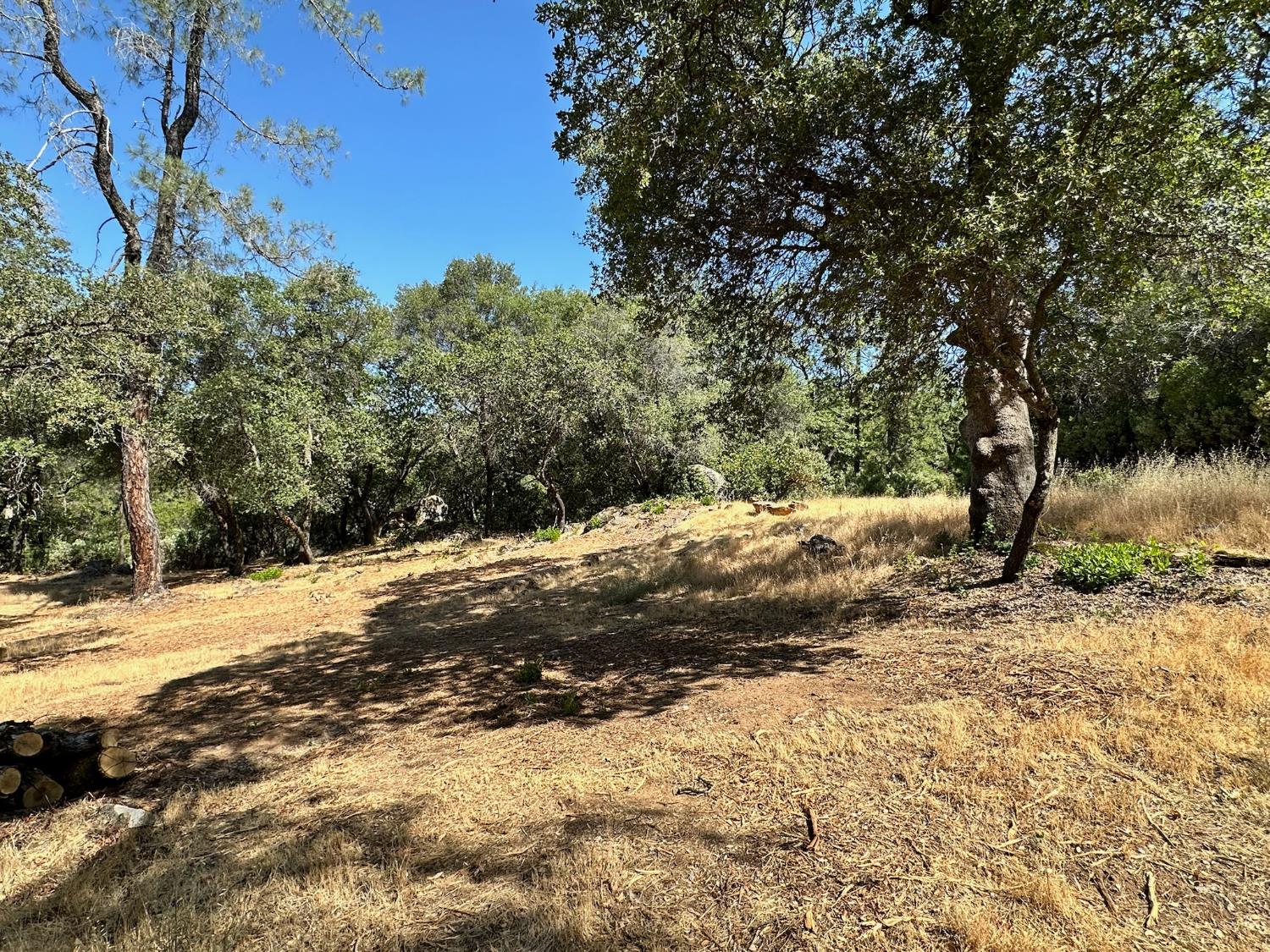 389 Summit View Meadow Vista, CA 95722 - Photo 18 of 35 a view of a yard with a tree