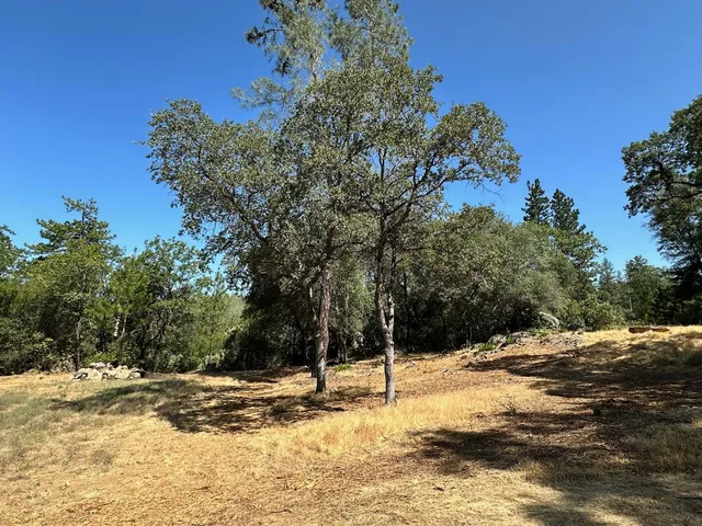 a view of a yard with trees