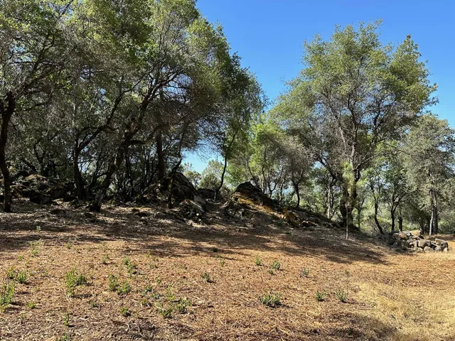 a view of a yard with trees