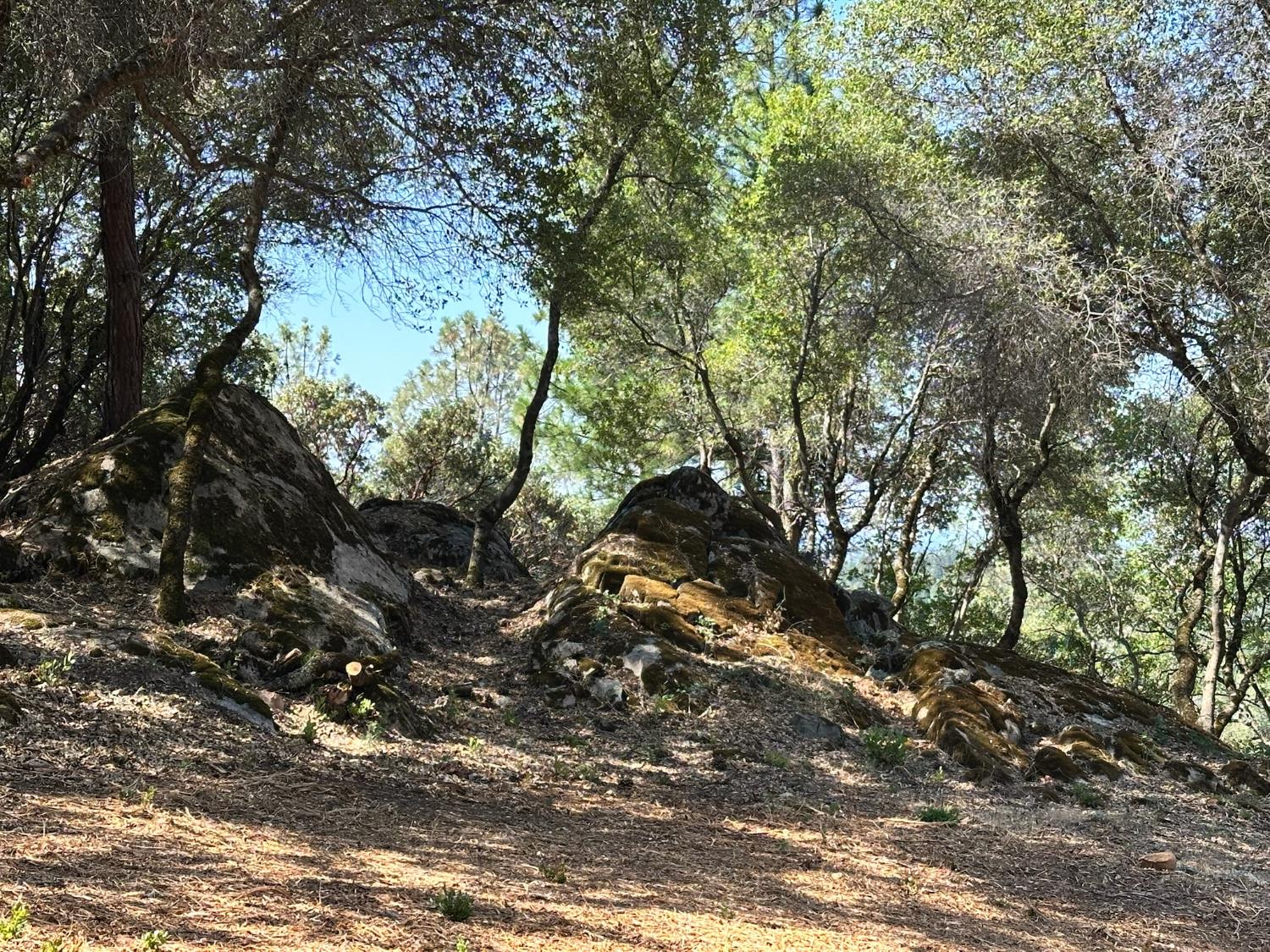 389 Summit View Meadow Vista, CA 95722 - Photo 23 of 35 a view of tree