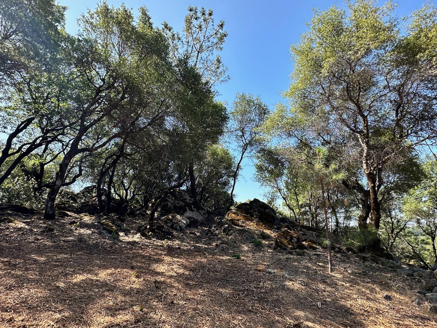 389 Summit View Meadow Vista, CA 95722 - Photo 25 of 35 a big yard with lots of green space