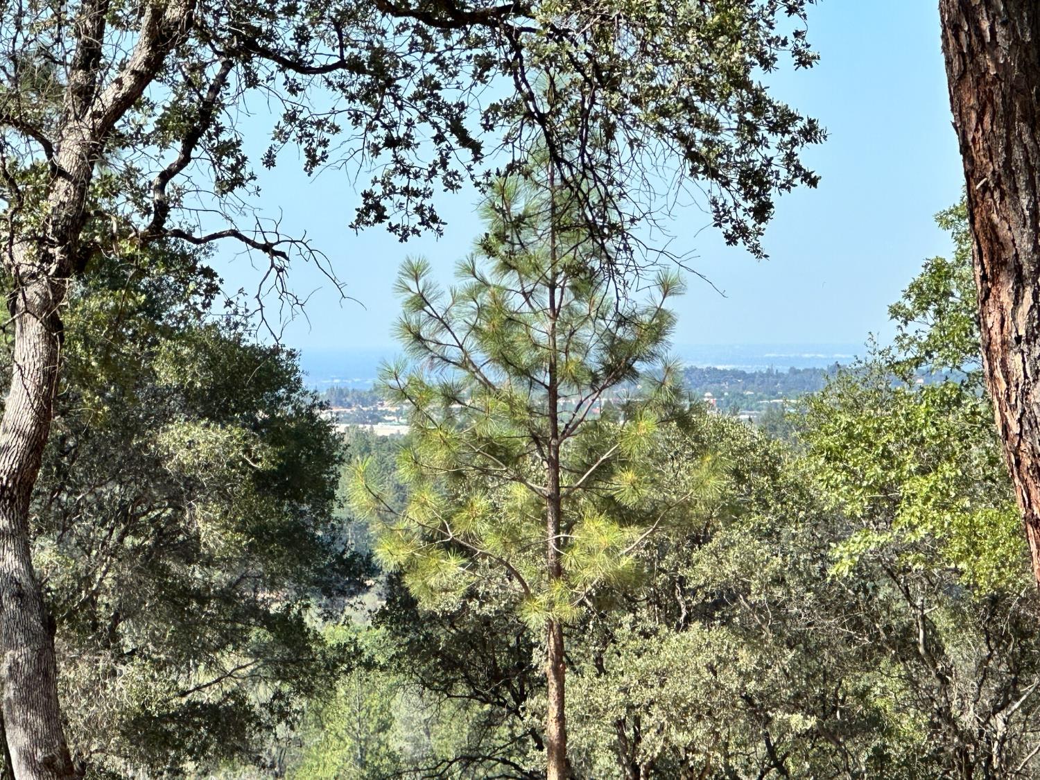 389 Summit View Meadow Vista, CA 95722 - Photo 26 of 35 a view of a tree in a yard