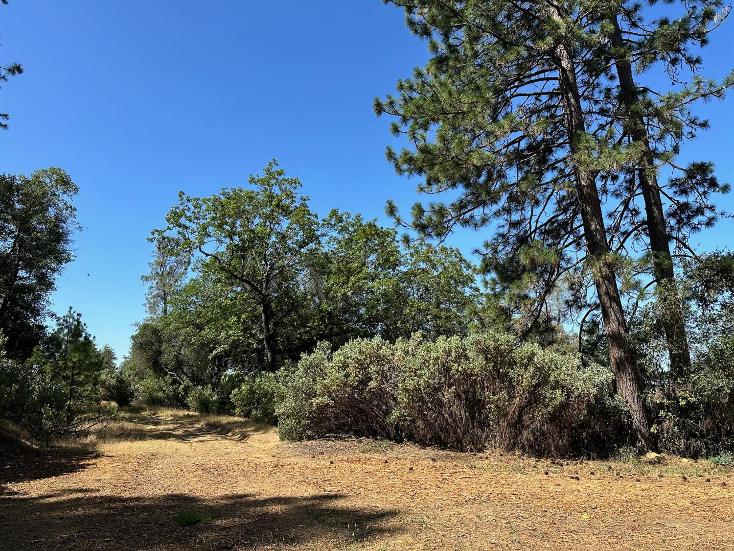 389 Summit View Meadow Vista, CA 95722 - Photo 4 of 35 a view of a yard with a tree