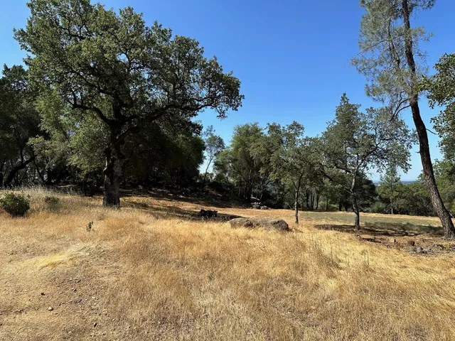 a view of yard with trees