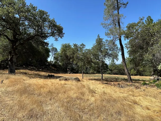 a view of yard with trees