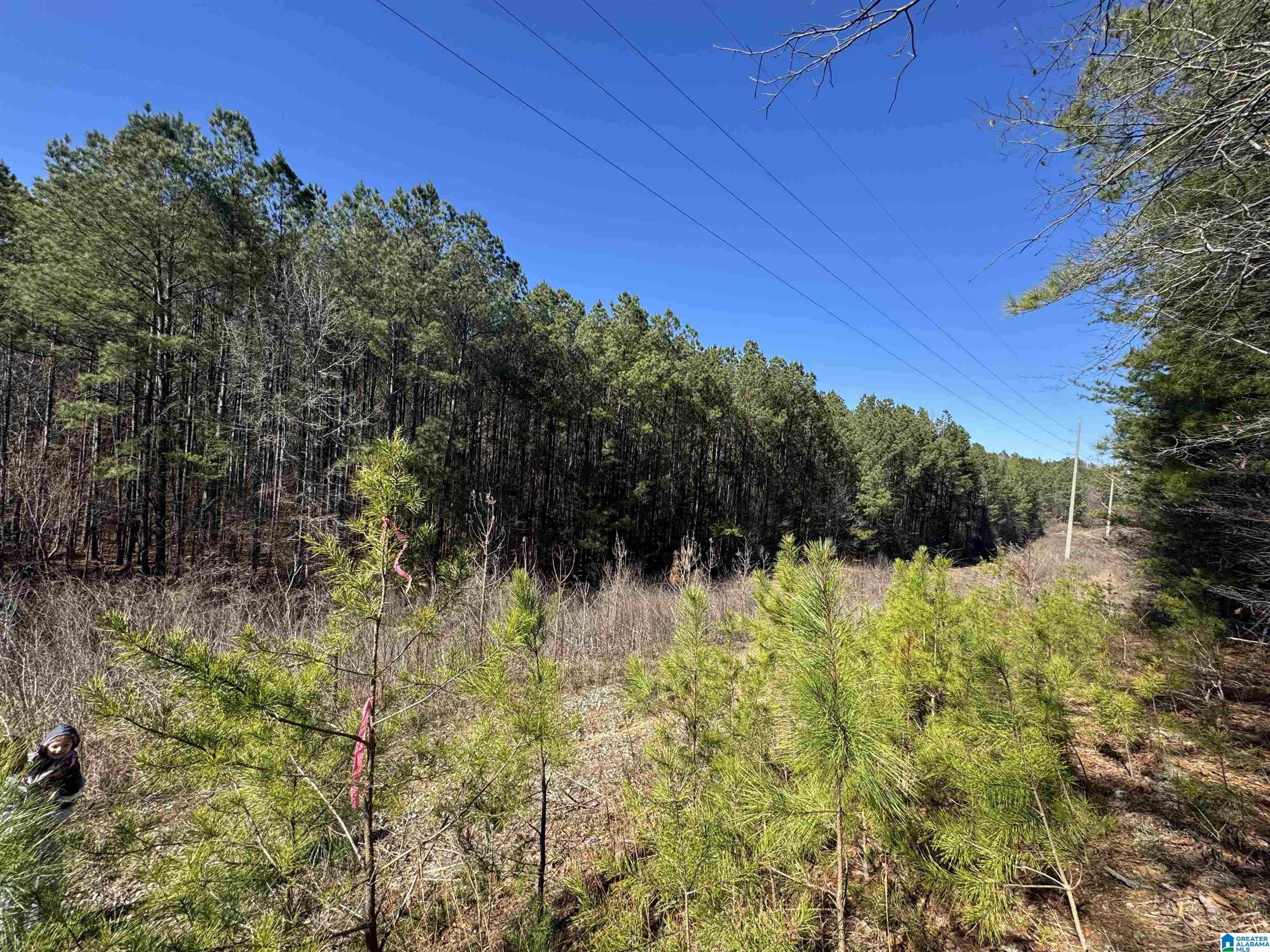 0 Booler Road Vance, AL 35490 - Photo 12 of 19