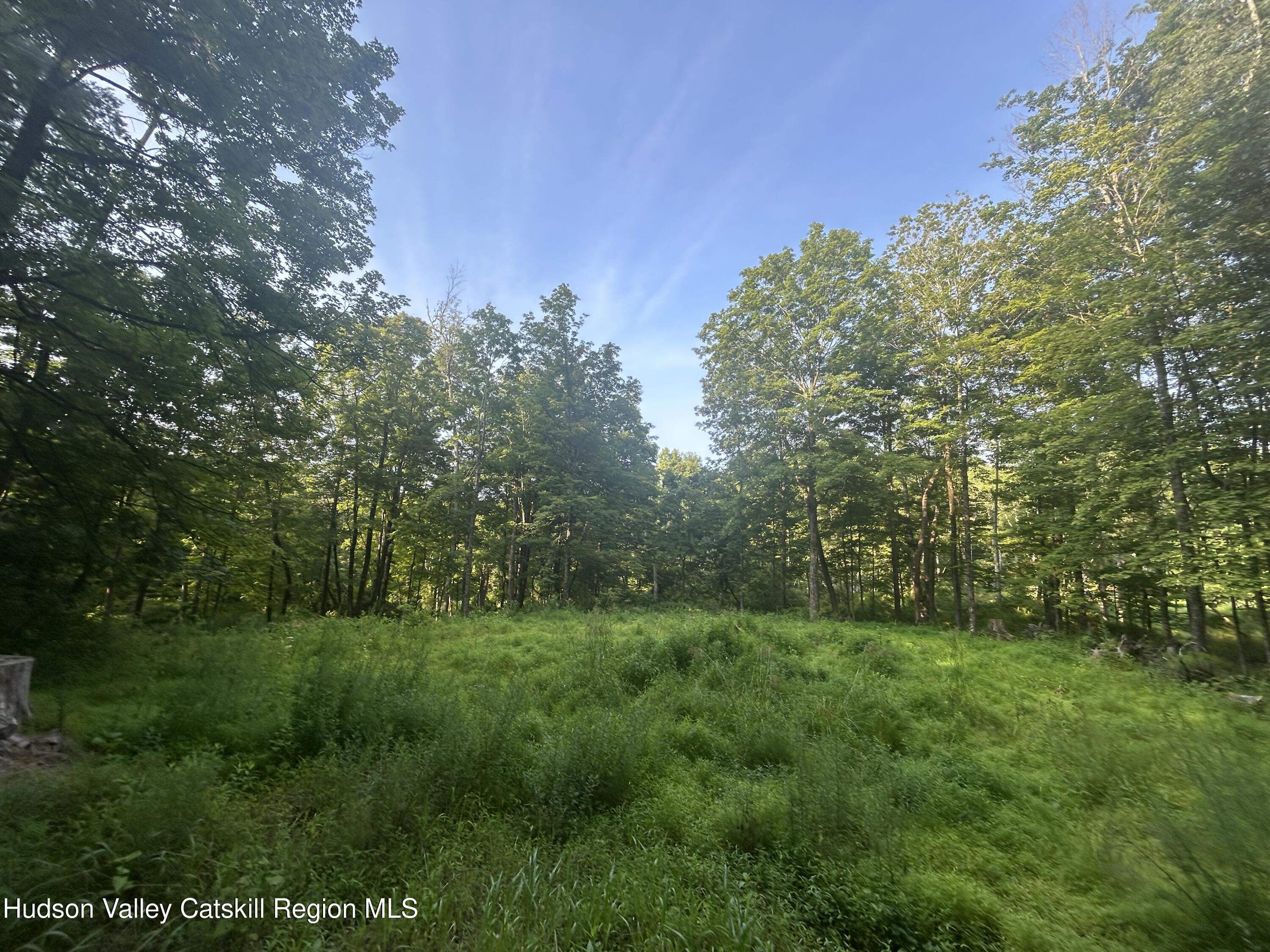 a view of a lush green space