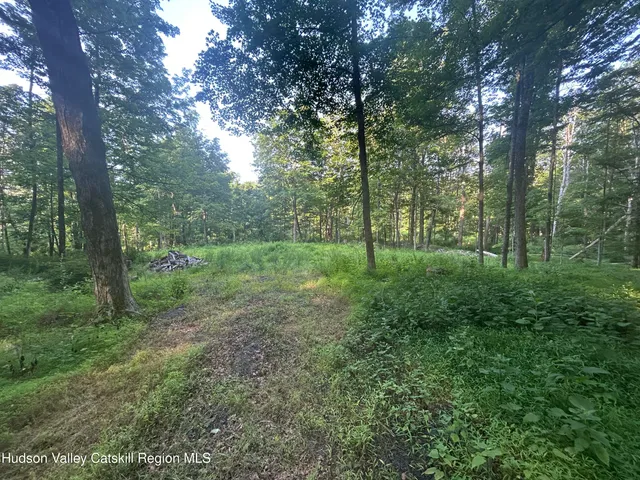 a view of a lush green forest