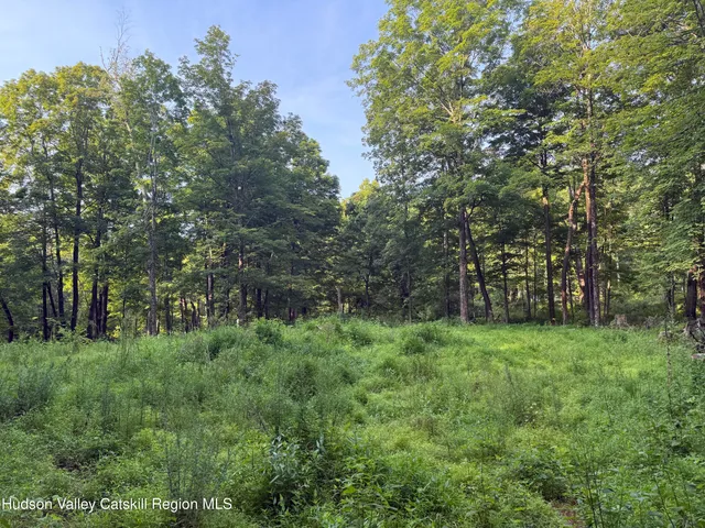a view of a lush green space