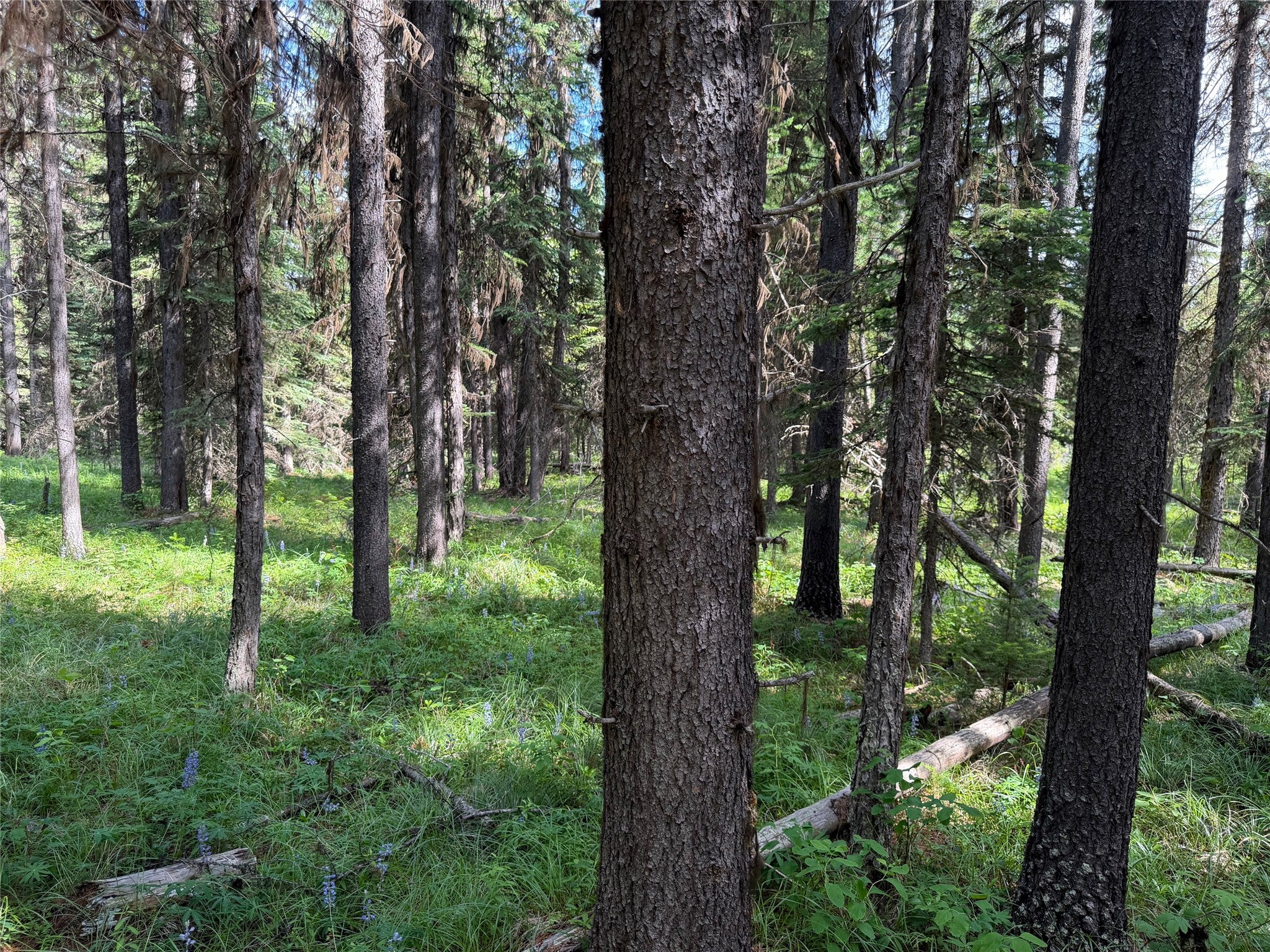310 Moose Creek Road Polebridge, MT 59928 - Photo 31 of 38 Gallery Image 31
