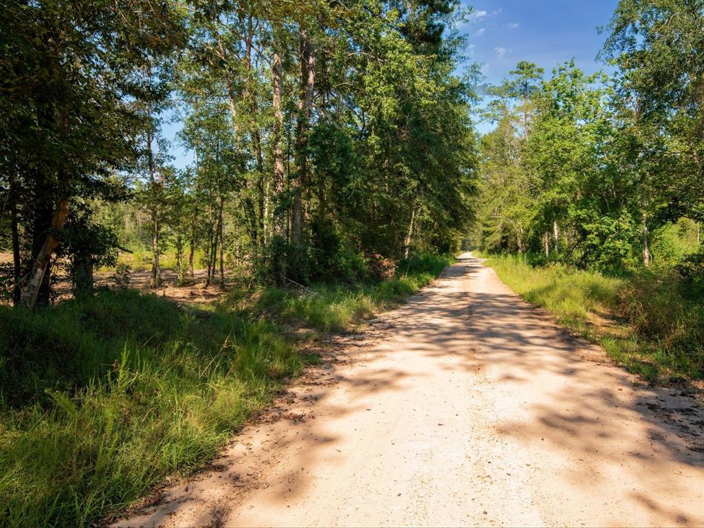 152 Maze Road Livingston, TX 77351 - Photo 14 of 22 a view of a yard with plants and large trees