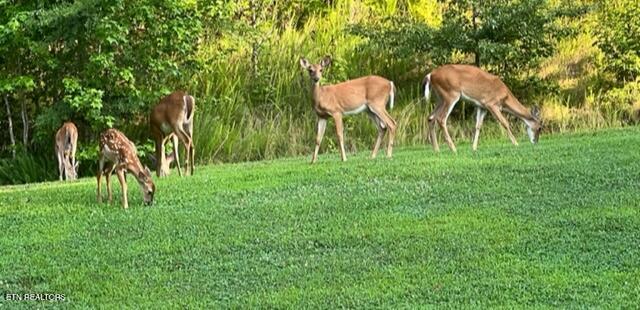 1501 New Hope Road Rockwood, TN 37854 - Photo 26 of 27 Deer Family