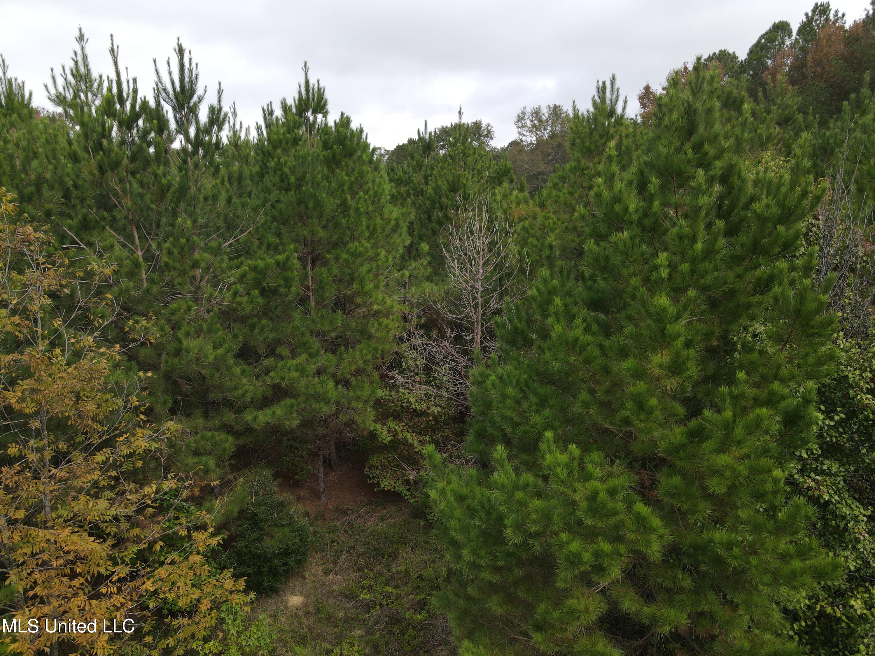 2077 County Line Road West Summit, MS 39666 - Photo 6 of 12 DJI_0984