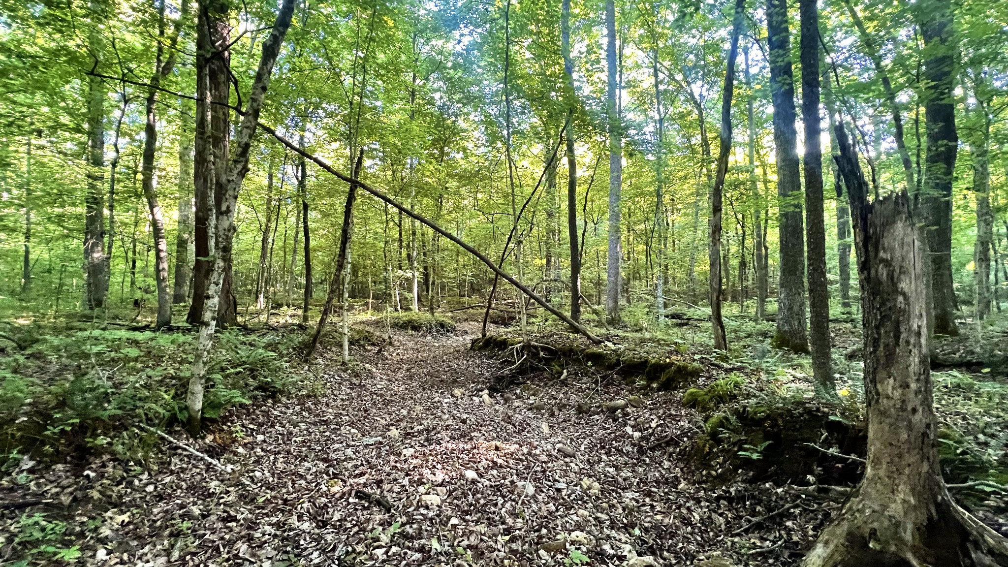 0 Seven 7 Mile Ridge Road Indian Mound, TN 37079 - Photo 11 of 27