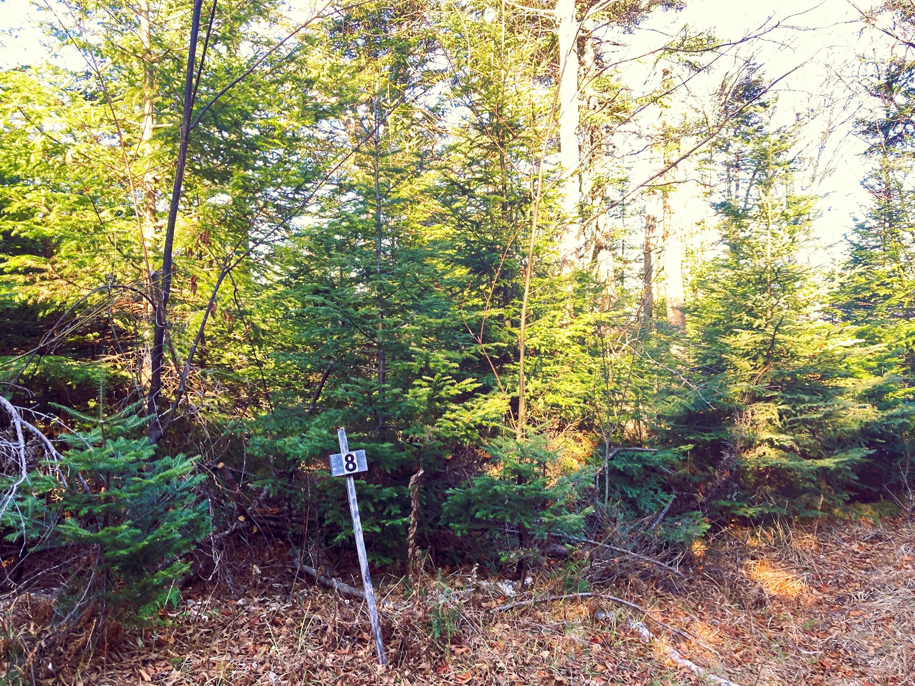 Lot 8 Lot Road Sandy River Plt, ME 04970 - Photo 5 of 8 Lot 8