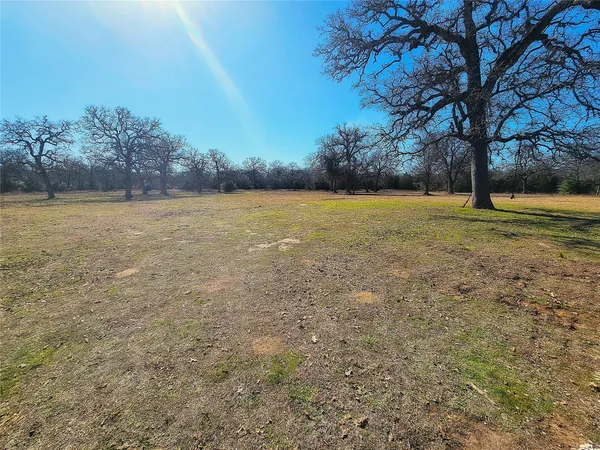 a view of a yard with a large tree