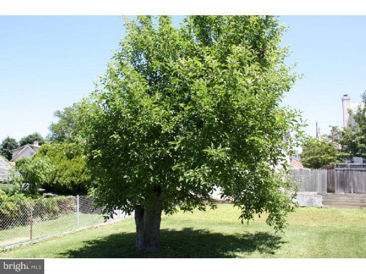 2519 Avon Road Ardmore, PA 19003 - Photo 21 of 21 Back Yard