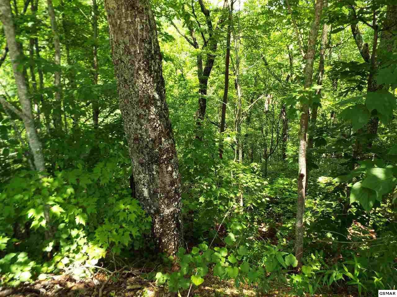 11 Wildcat Ridge Road Sevierville, TN 37862 - Photo 15 of 24