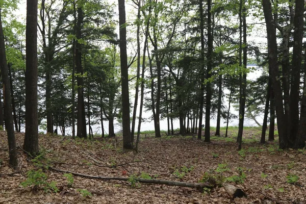 $185,000 | V/l V/l Tranquil Wood Lane, Bellaire, MI 49615