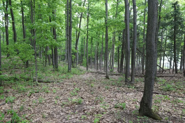 $185,000 | V/l V/l Tranquil Wood Lane, Bellaire, MI 49615