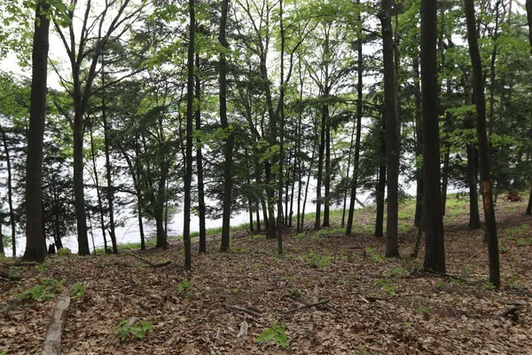 $185,000 | V/l V/l Tranquil Wood Lane, Bellaire, MI 49615