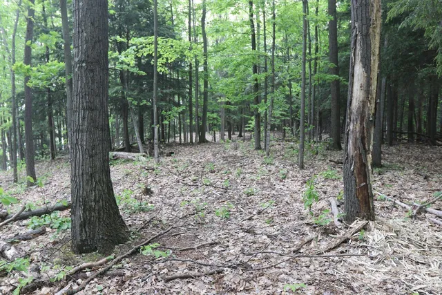 $185,000 | V/l V/l Tranquil Wood Lane, Bellaire, MI 49615