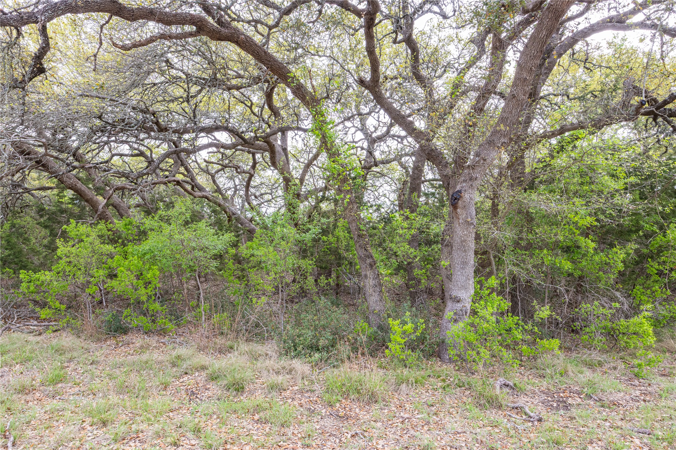 Tbd Tbd Logan's Way Blanco, TX 78606 - Photo 18 of 25 View of nature featuring a view of trees