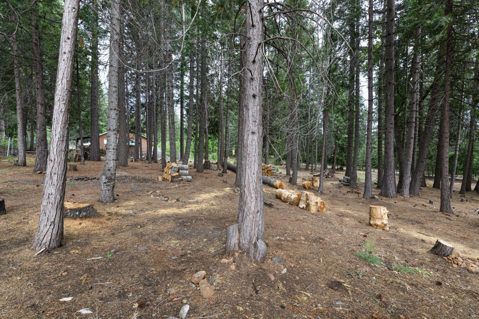 36088 Deer Flat Road Shingletown, CA 96088 - Photo 16 of 23 a view of outdoor space with lots of trees