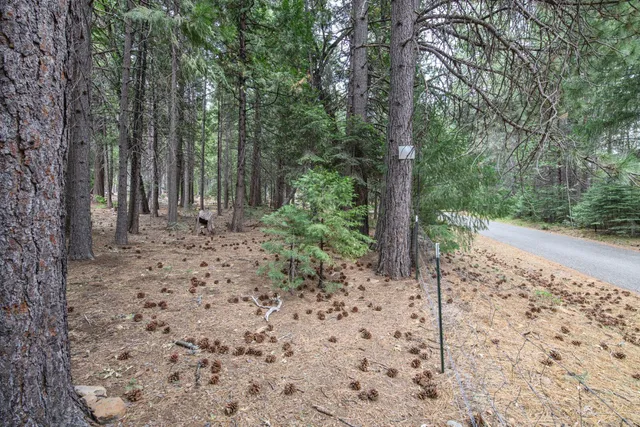 a view of a yard with trees