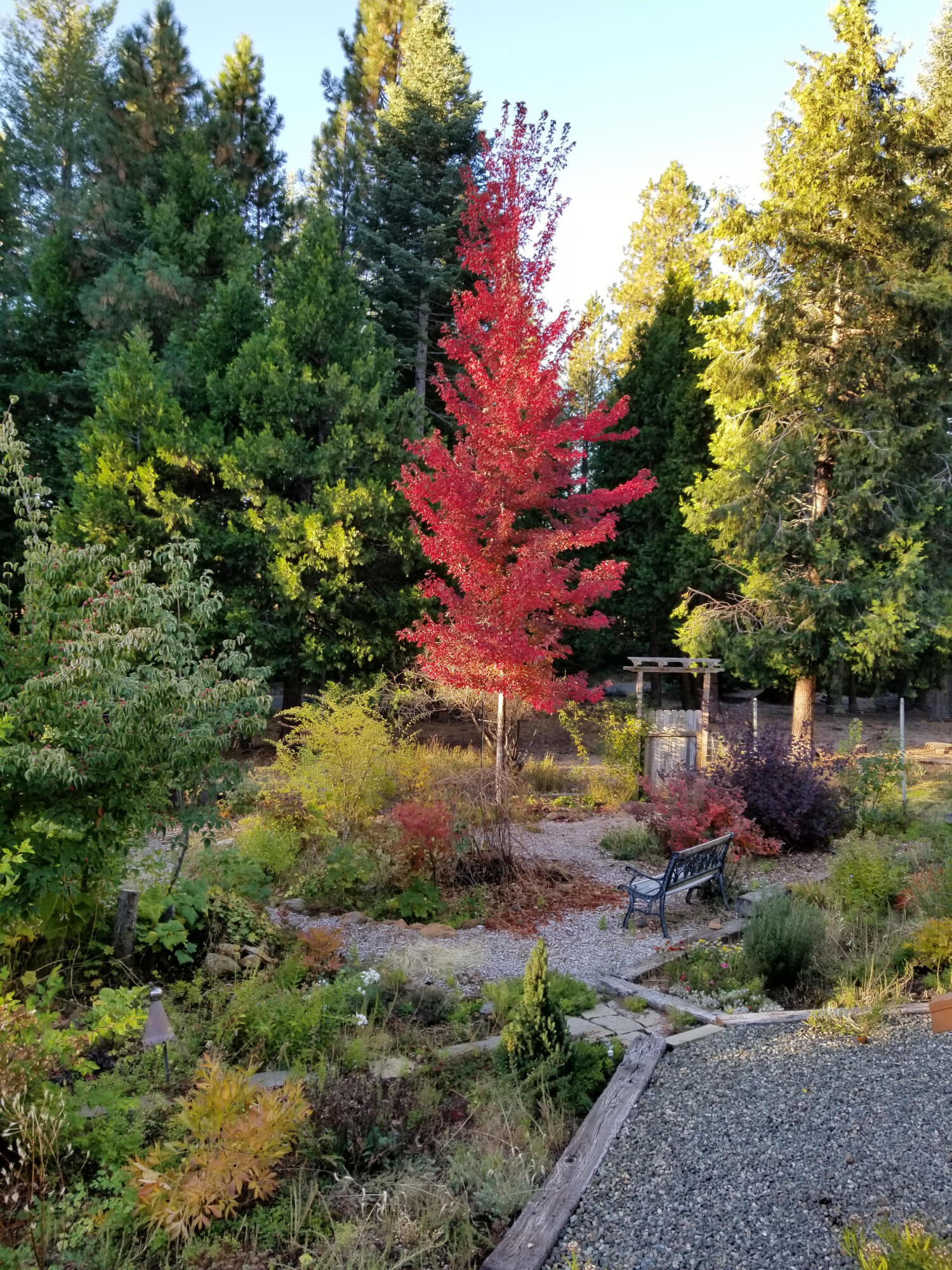 36088 Deer Flat Road Shingletown, CA 96088 - Photo 23 of 23 a backyard of a house with lots of green space