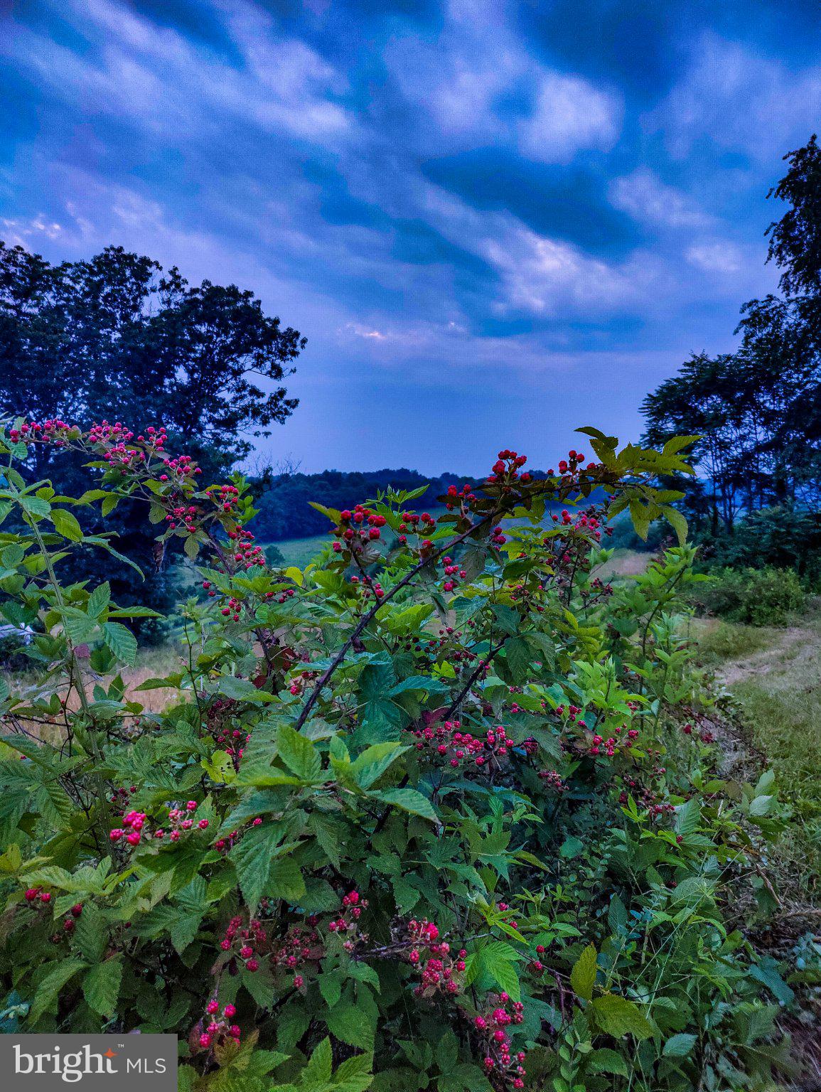 8396 Rixeyville Road Rixeyville, VA 22737 - Photo 59 of 90 Gallery Image 59
