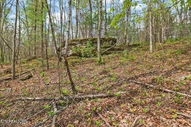 $325,000 | 55.91 Old Collins Road, Deer Lodge, TN 37726