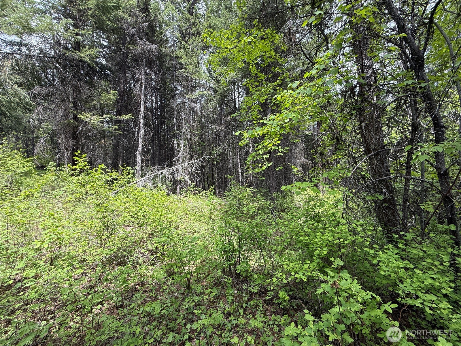 0 Knob Hl Road East Republic, WA 99166 - Photo 7 of 31 a view of a lush green forest